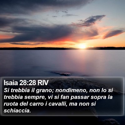 Isaia 28:28 RIV Bible Verse Image