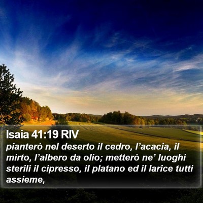 Isaia 41:19 RIV Bible Verse Image