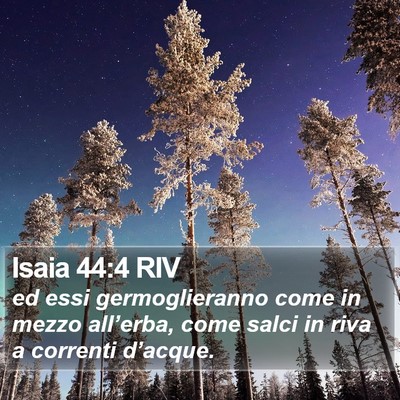 Isaia 44:4 RIV Bible Verse Image