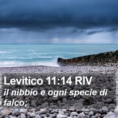 Levitico 11:14 RIV Bible Verse Image