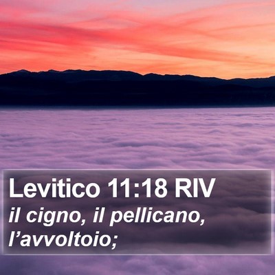 Levitico 11:18 RIV Bible Verse Image