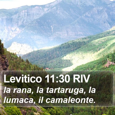 Levitico 11:30 RIV Bible Verse Image