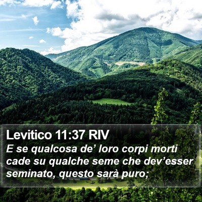 Levitico 11:37 RIV Bible Verse Image