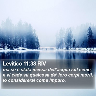 Levitico 11:38 RIV Bible Verse Image