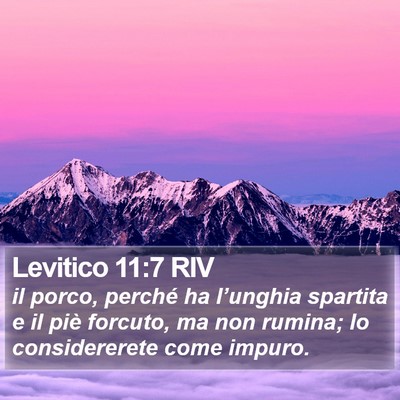Levitico 11:7 RIV Bible Verse Image