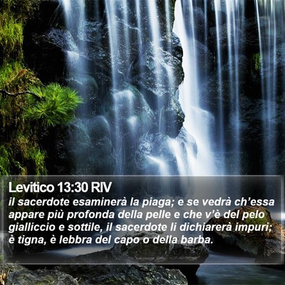 Levitico 13:30 RIV Bible Verse Image