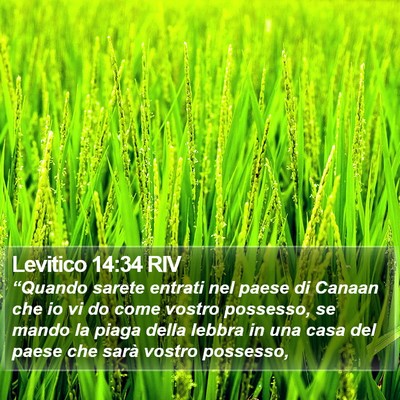 Levitico 14:34 RIV Bible Verse Image