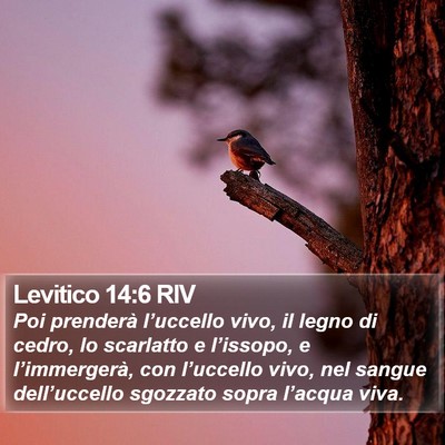 Levitico 14:6 RIV Bible Verse Image