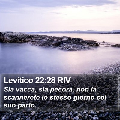 Levitico 22:28 RIV Bible Verse Image