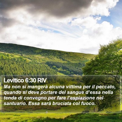 Levitico 6:30 RIV Bible Verse Image