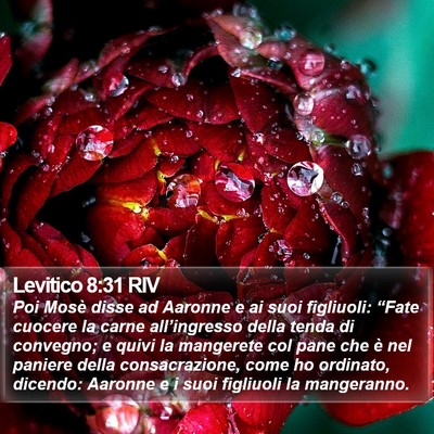 Levitico 8:31 RIV Bible Verse Image
