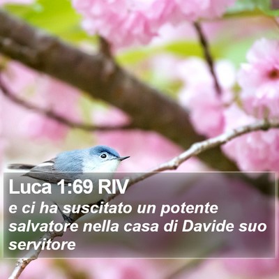 Luca 1:69 RIV Bible Verse Image
