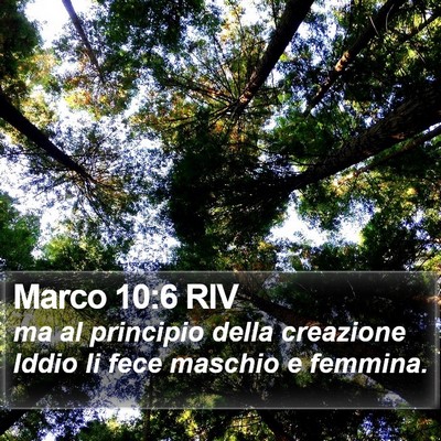 Marco 10:6 RIV Bible Verse Image