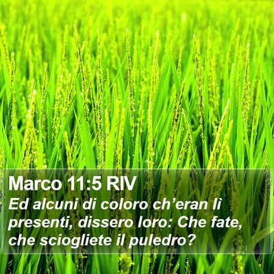 Marco 11:5 RIV Bible Verse Image