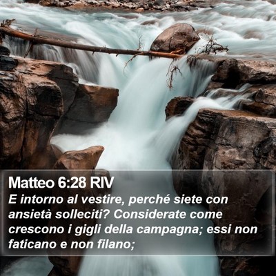Matteo 6:28 RIV Bible Verse Image