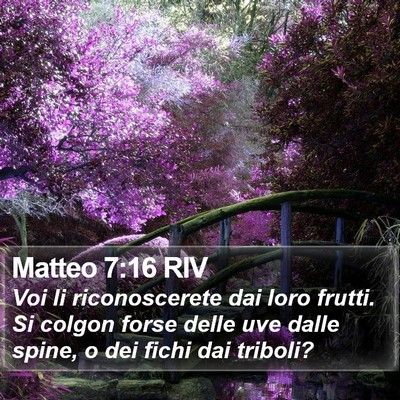 Matteo 7:16 RIV Bible Verse Image