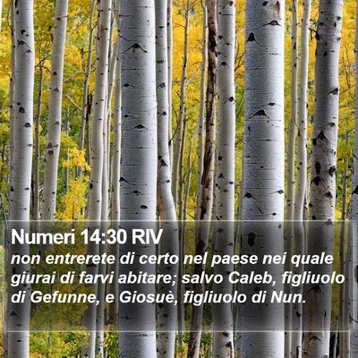 Numeri 14:30 RIV Bible Verse Image