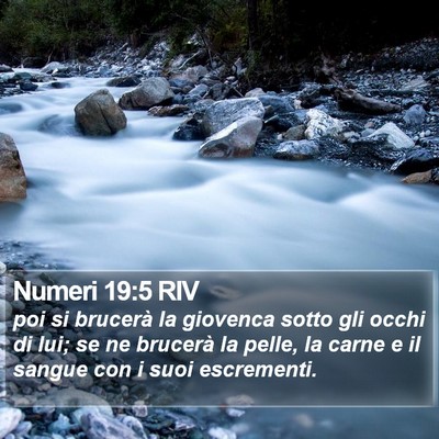 Numeri 19:5 RIV Bible Verse Image