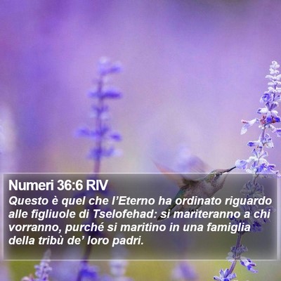 Numeri 36:6 RIV Bible Verse Image