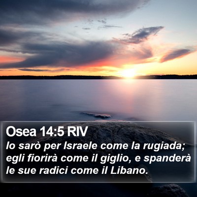 Osea 14:5 RIV Bible Verse Image