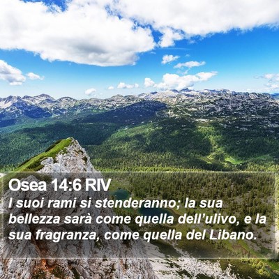 Osea 14:6 RIV Bible Verse Image