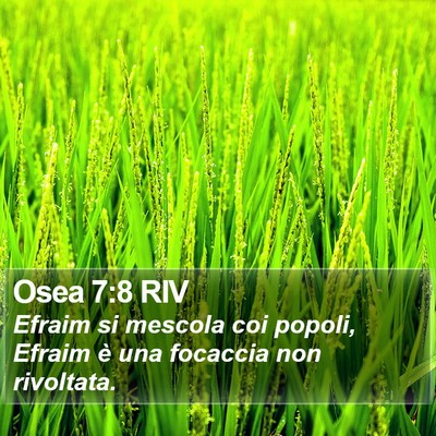 Osea 7:8 RIV Bible Verse Image