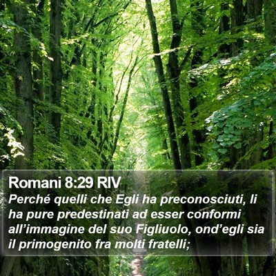 Romani 8:29 RIV Bible Verse Image