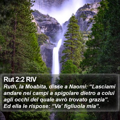 Rut 2:2 RIV Bible Verse Image