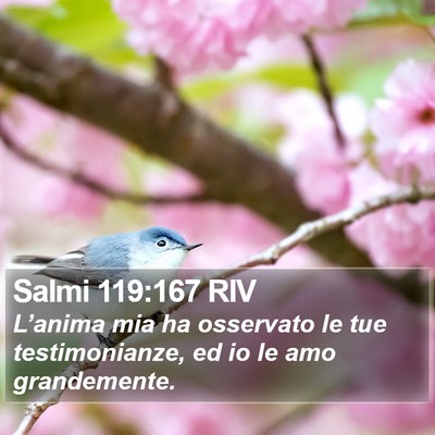 Salmi 119:167 RIV Bible Verse Image