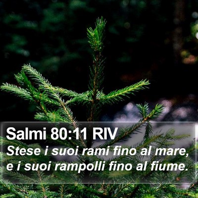 Salmi 80:11 RIV Bible Verse Image