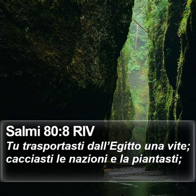 Salmi 80:8 RIV Bible Verse Image