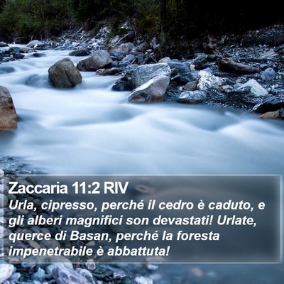 Zaccaria 11:2 RIV Bible Verse Image