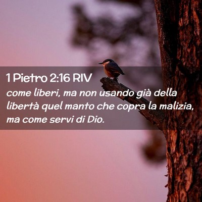Picture 02 - 1 Pietro 2:16 RIV - come liberi, ma non usando già della libertà - Bible Verse Picture