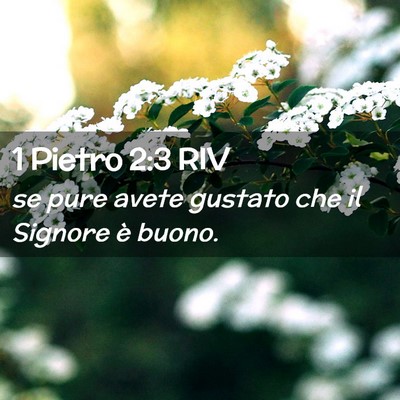 Picture 02 - 1 Pietro 2:3 RIV - se pure avete gustato che il Signore è - Bible Verse Picture