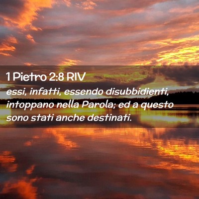 Picture 02 - 1 Pietro 2:8 RIV - essi, infatti, essendo disubbidienti, intoppano - Bible Verse Picture