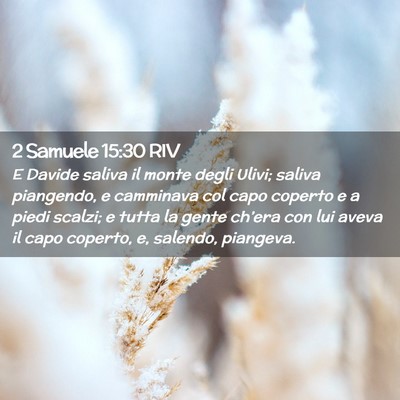 Picture 02 - 2 Samuele 15:30 RIV - E Davide saliva il monte degli Ulivi; saliva - Bible Verse Picture