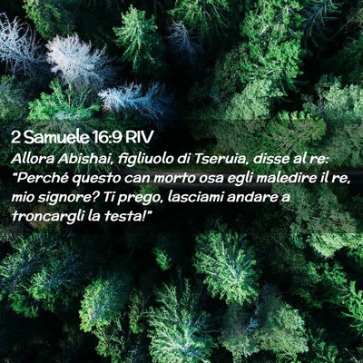 Picture 02 - 2 Samuele 16:9 RIV - Allora Abishai, figliuolo di Tseruia, disse al - Bible Verse Picture