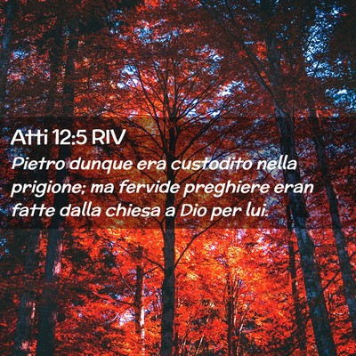 Picture 02 - Atti 12:5 RIV - Pietro dunque era custodito nella prigione; ma - Bible Verse Picture