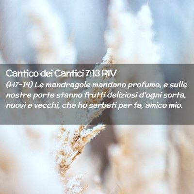 Picture 02 - Cantico dei Cantici 7:13 RIV - (H7-14) Le mandragole mandano profumo, e sulle - Bible Verse Picture