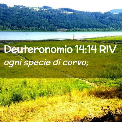 Picture 02 - Deuteronomio 14:14 RIV - ogni specie di - Bible Verse Picture