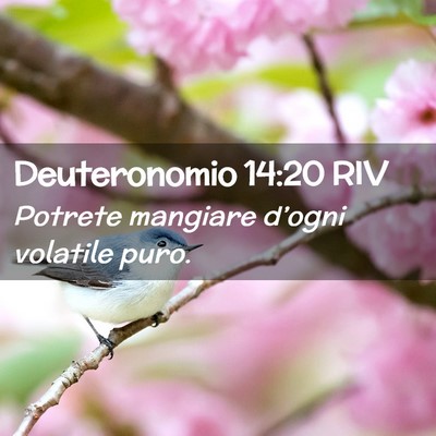 Picture 02 - Deuteronomio 14:20 RIV - Potrete mangiare d’ogni volatile - Bible Verse Picture