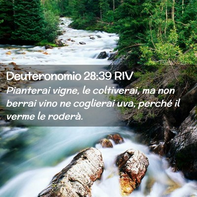Picture 02 - Deuteronomio 28:39 RIV - Pianterai vigne, le coltiverai, ma non berrai - Bible Verse Picture