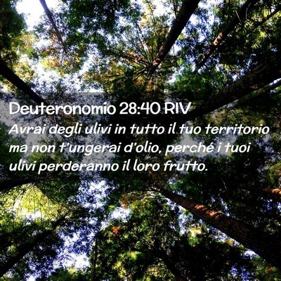 Picture 02 - Deuteronomio 28:40 RIV - Avrai degli ulivi in tutto il tuo territorio ma - Bible Verse Picture