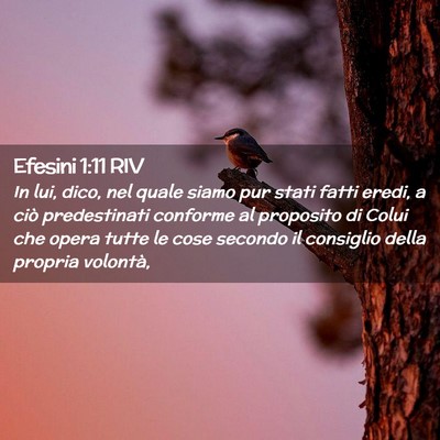 Picture 02 - Efesini 1:11 RIV - In lui, dico, nel quale siamo pur stati fatti - Bible Verse Picture