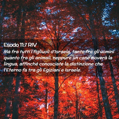 Picture 02 - Esodo 11:7 RIV - Ma fra tutti i figliuoli d’Israele, tanto fra - Bible Verse Picture