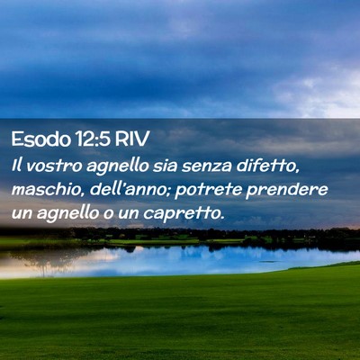Picture 02 - Esodo 12:5 RIV - Il vostro agnello sia senza difetto, maschio, - Bible Verse Picture