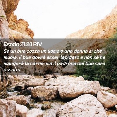 Picture 02 - Esodo 21:28 RIV - Se un bue cozza un uomo o una donna sì che - Bible Verse Picture