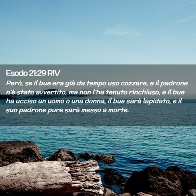 Picture 02 - Esodo 21:29 RIV - Però, se il bue era già da tempo uso cozzare, e - Bible Verse Picture