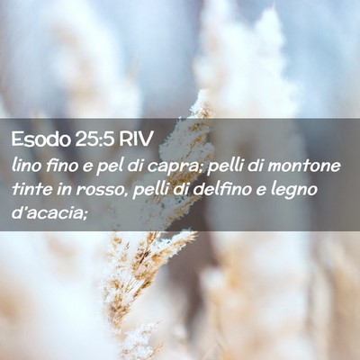 Picture 02 - Esodo 25:5 RIV - lino fino e pel di capra; pelli di montone tinte - Bible Verse Picture