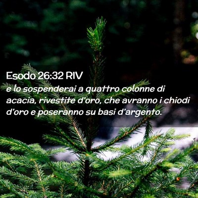 Picture 02 - Esodo 26:32 RIV - e lo sospenderai a quattro colonne di acacia, - Bible Verse Picture